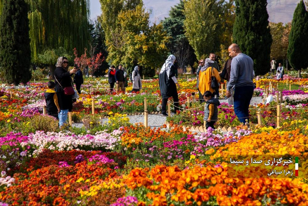 جشنواره گل‌های داودی در باغ گیاه شناسی ملی ایران