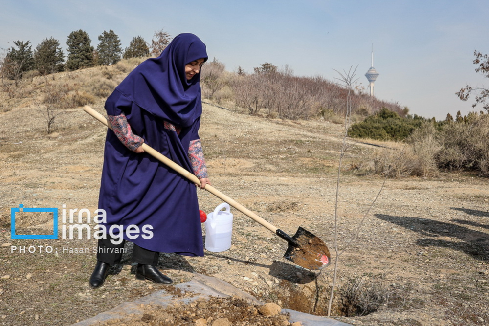 کاشت نهال سنجد در پارک پردیسان