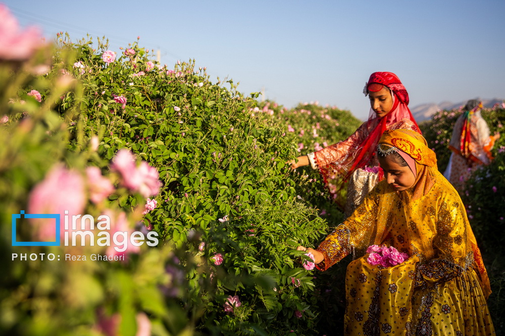 گلابگیری در میمند فارس