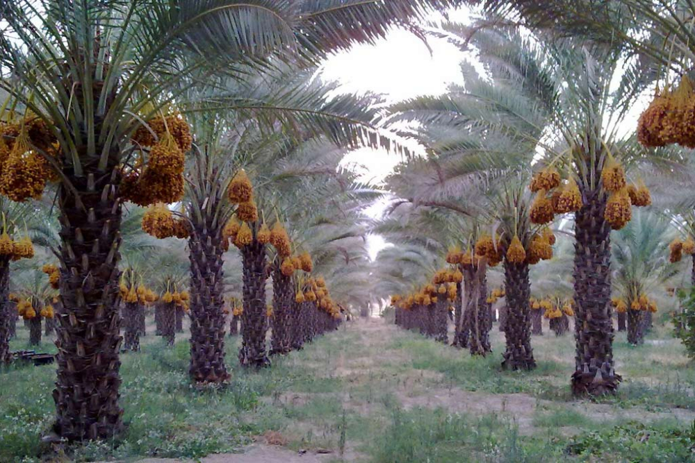 اهرم