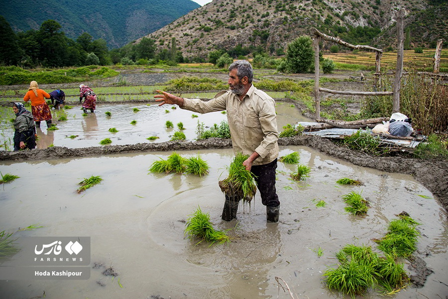 نشاء برنج در شالیزارهای مازندران