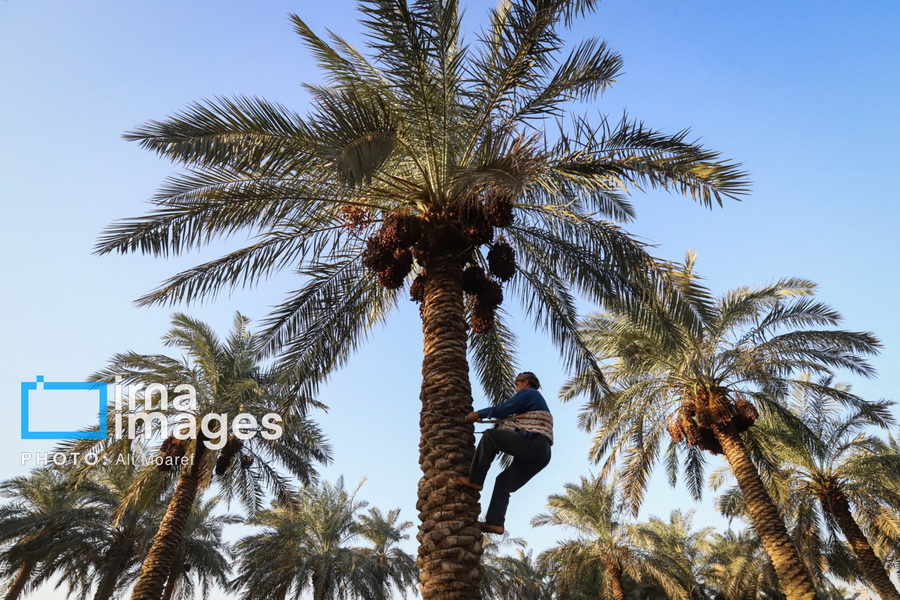 برداشت خرما از نخلستان های کارون