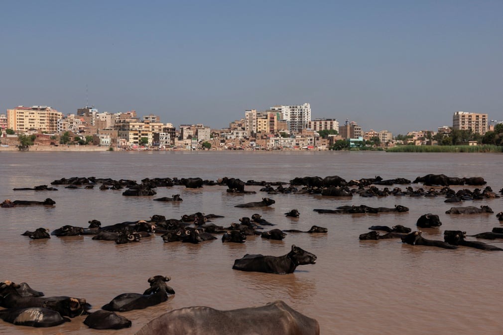 گاومیش ها در رودخانه سند در پاکستان