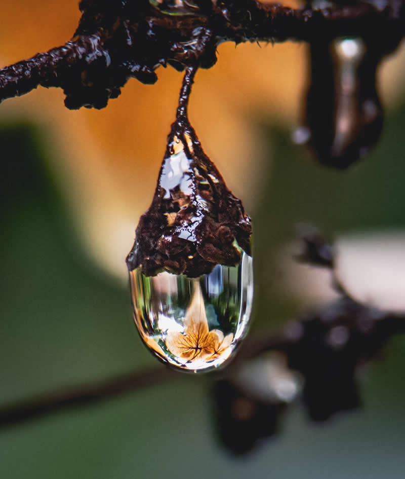 -آب-باران-گیاه