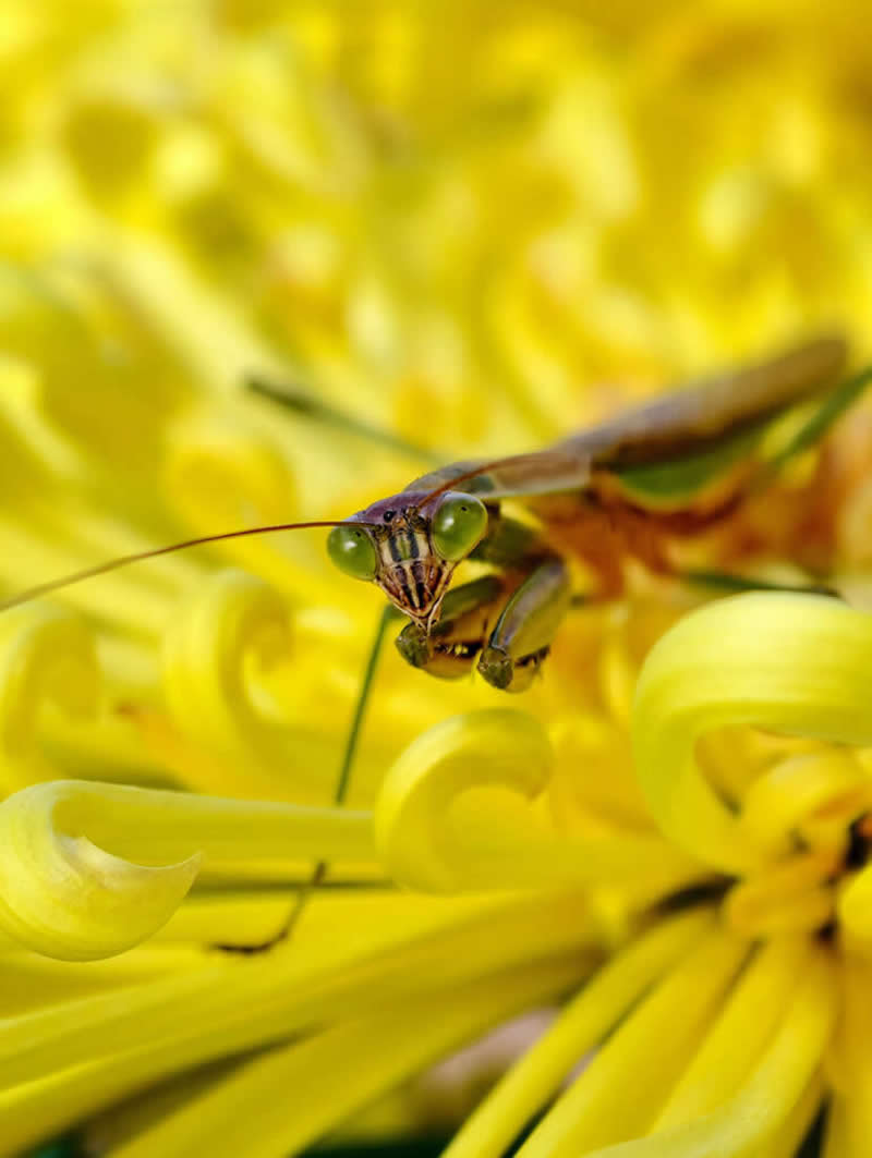 موج‌سواری تنها