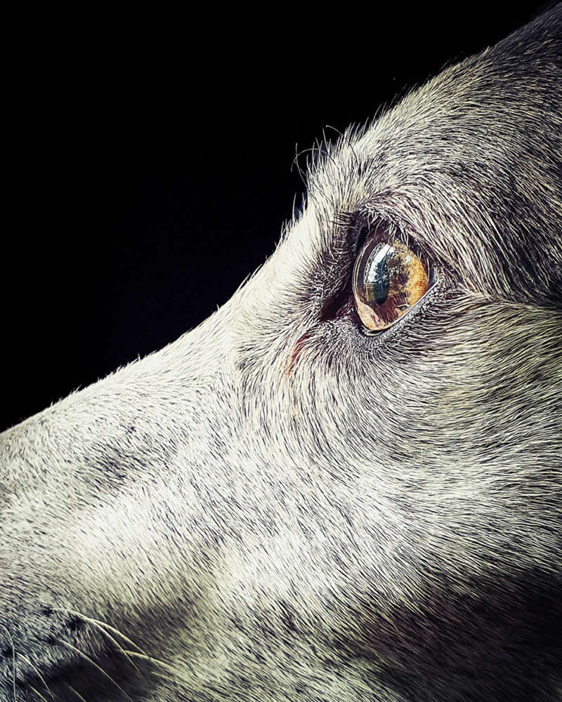  نگاه کهربایی