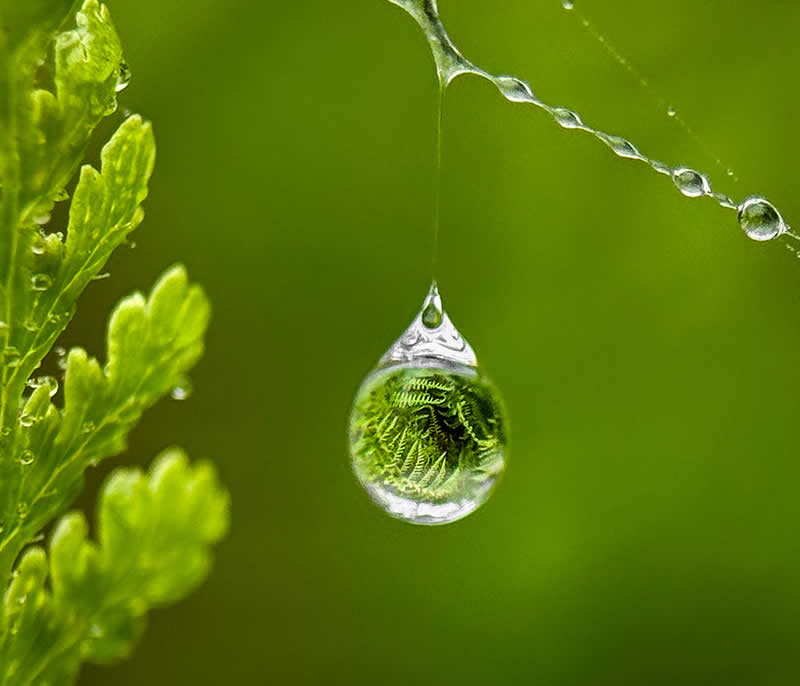 دنیای کوچک سرخس‌ها