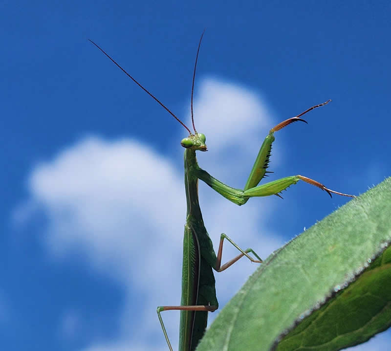 ک جفت بال اضافی