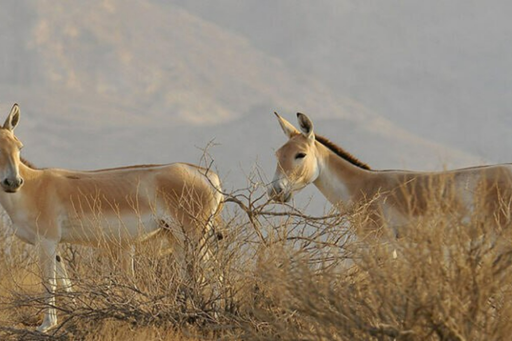 %d8%aa%db%8c%d8%b1%d8%a7%d9%86