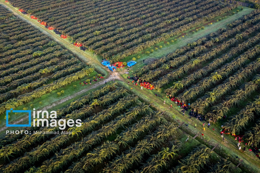 برداشت کیوی از باغات مازندران