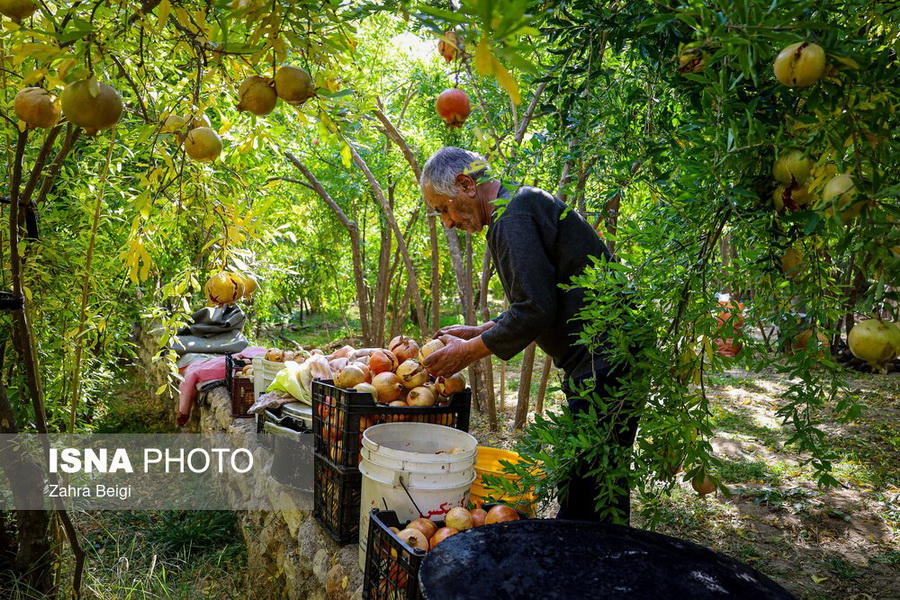 برداشت انار در دهستان مشایخ - کیار