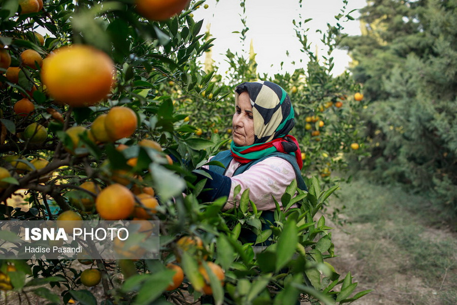 برداشت نارنگی از باغ‌های هاشم‌آباد - گرگان