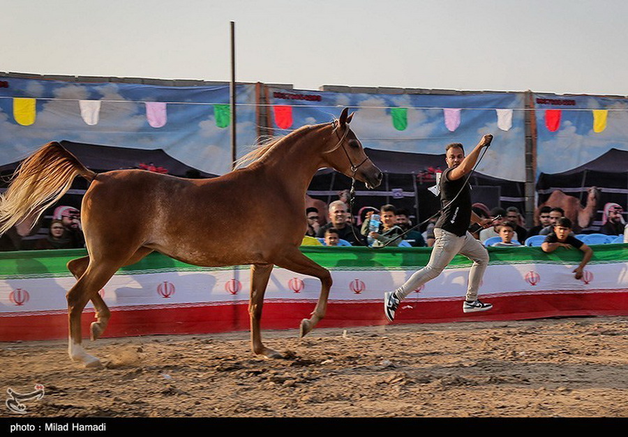 اولین دوره نمایش اسبهای زیبایی اصیل عرب در شوش