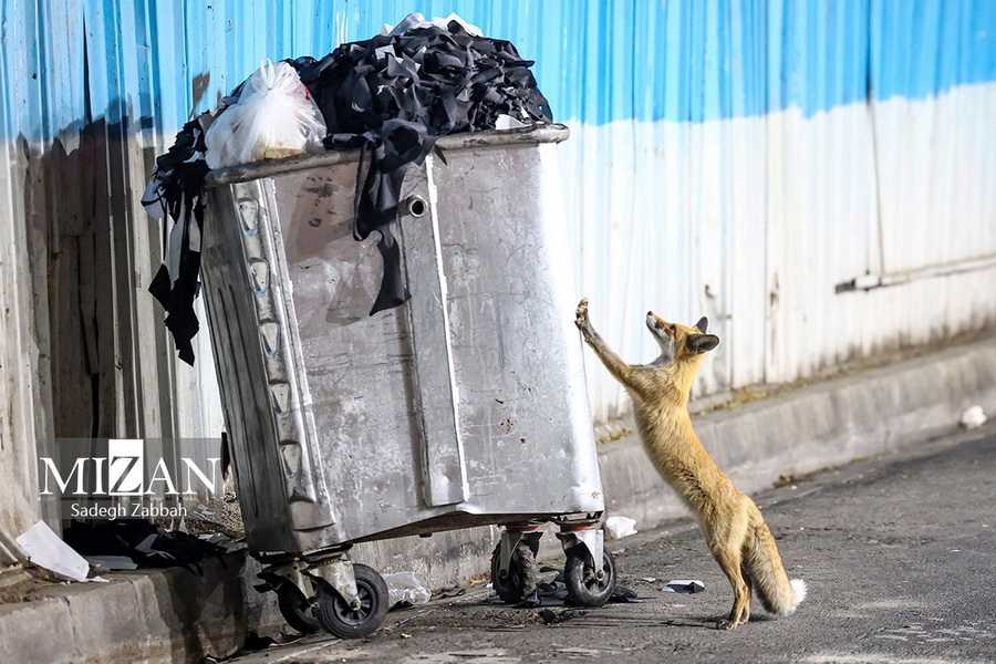 پرسه زنی روباه های حاشیه تهران در شهر برای یافتن غذا