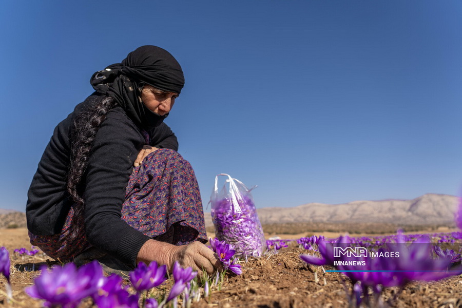 کشت زعفران در لرستان