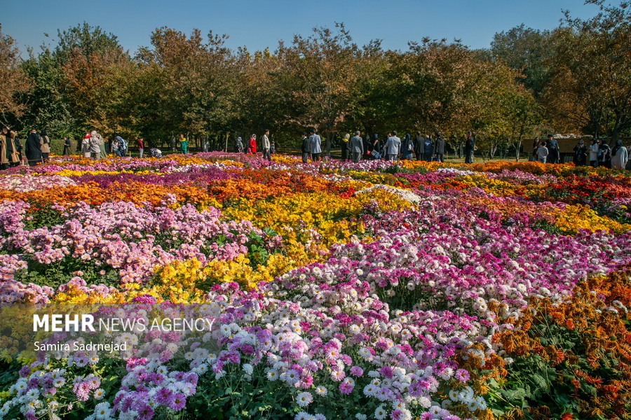 جشنواره گل‌های داودی در باغ گیاه شناسی ایران