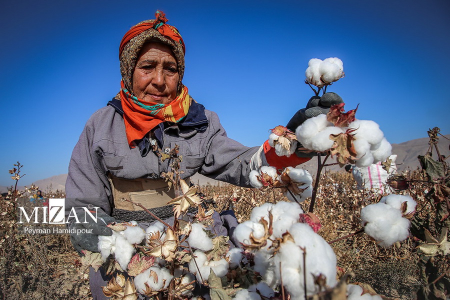 برداشت پنبه از مزارع خراسان‌شمالی
