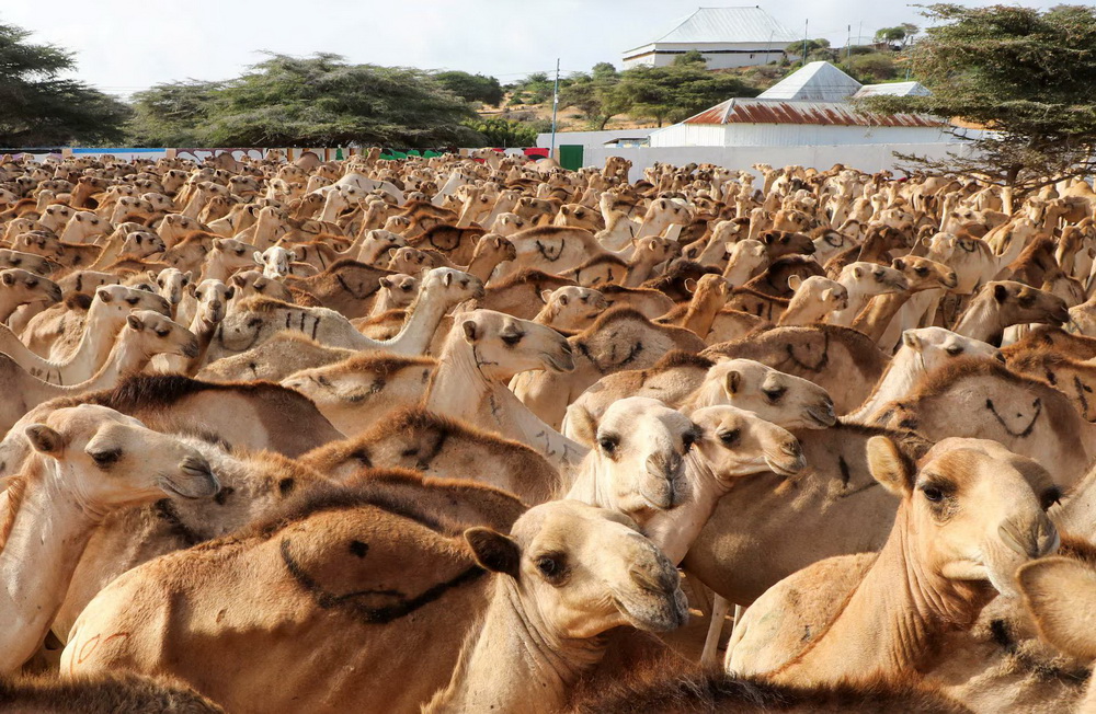 گله شترها آماده برای ذبح در یکی از اعیاد، سومالی