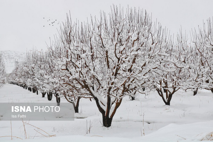 بارش نخستین برف پاییزی در یاسوج