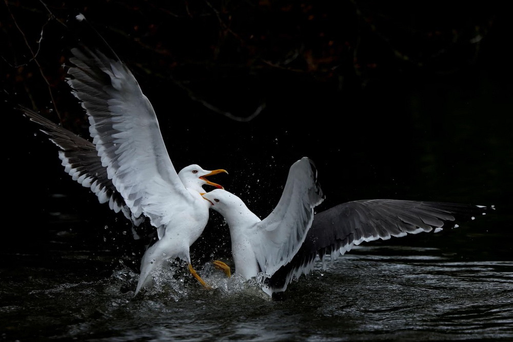 دعوای مرغ های دریایی ، دوبلین، ایرلند