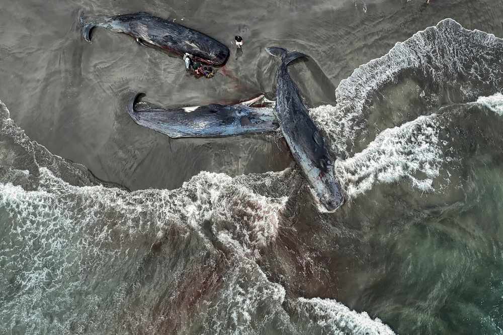 مرگ نهنگ ها در سواحل ژاپن