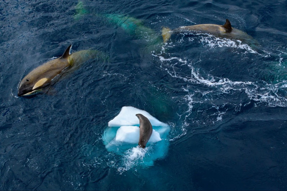 دلفینی که برای فرار از محاصره نهنگ های قاتل به تکه یخ شناور پناه برده است