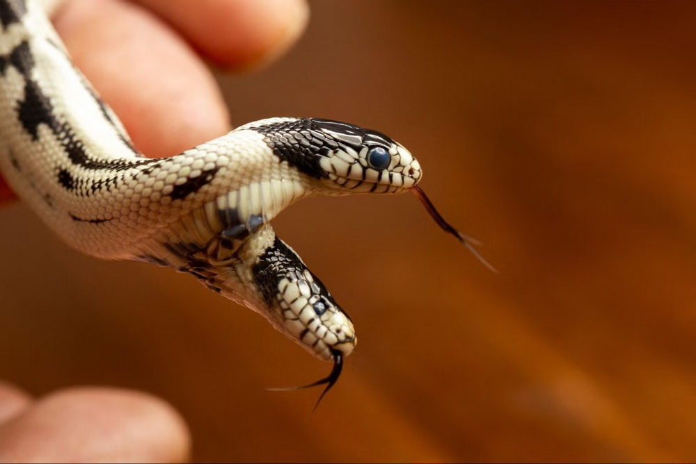 شاه مار کالیفرنیایی دو سر که یک سال پس از تولد جان سپرد، آمریکا