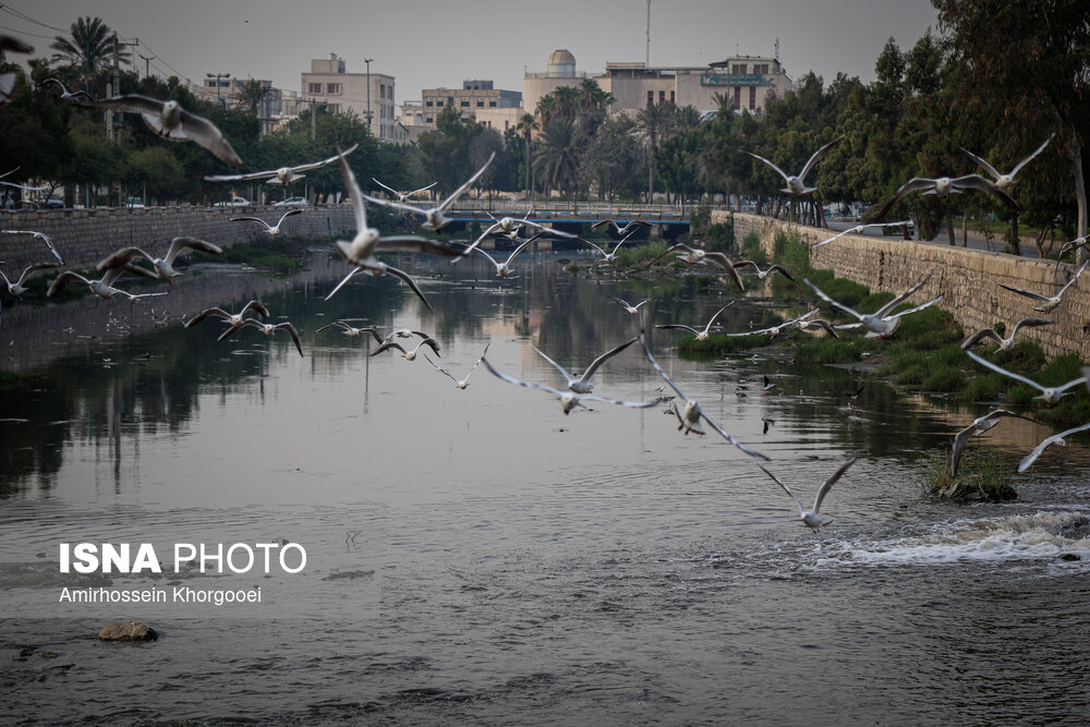 خورهای بندرعباس؛ زایشگاه پشه آئدس در دل شهر