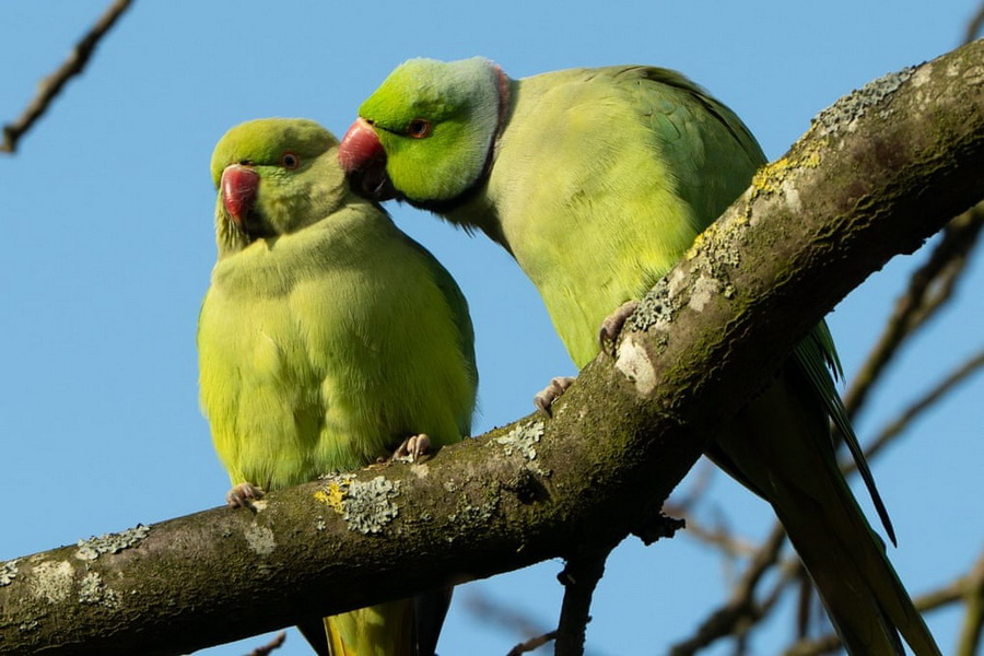 طوطی های گردن حلقه ای در پارک گرینویچ ، لندن