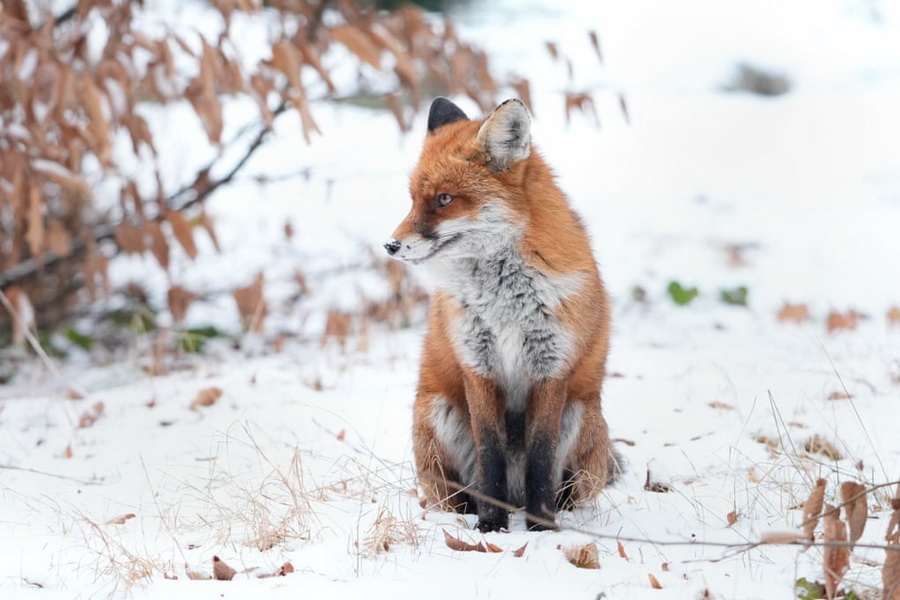 روباه قرمز در هوای برفی اطراف برلین، آلمان