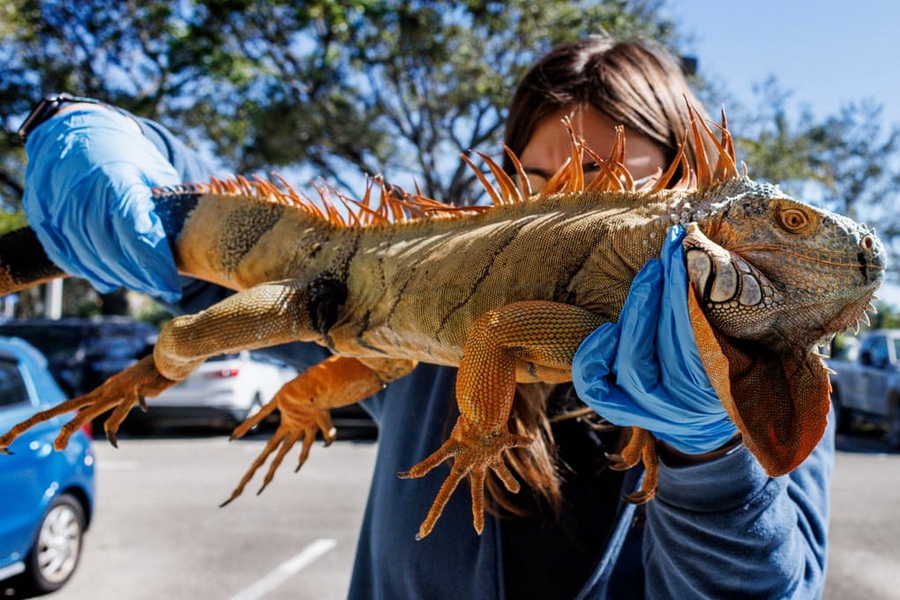 یک ایگوانای بی حس بر اثر سرما که به مامور اداره حیات وحش تحویل داده شده، در سرمای شدید ،  ایگواناها از درختان می‌افتند و بی‌حرکت می‌مانند تا زمانی که دوباره گرم شوند، فلوریدا ، آمریکا