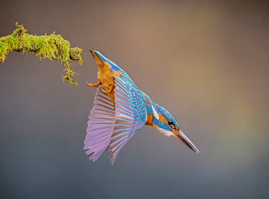 مرغ ماهیخوار در حال شیرجه برای صید ماهی ، کانادا