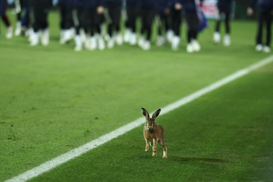 یک خرگوش در نیمه اول مسابقه فوتبال مرحله یک چهارم نهایی جام حذفی آلمان بین هولشتاین کیل و اشتوتگارت در کیل، شمال آلمان، به سمت زمین می‌دود، آلمان