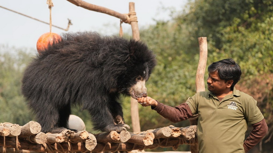 این خرس ماده از تجارت ممنوعه خرس‌های رقصنده در هند نجات یافته است. کارکنان اداره جنگلبانی این خرس  سه یا چهار ساله را در شرق هند نجات دادند.