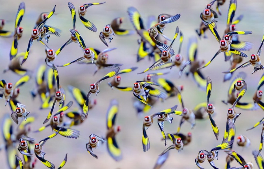 سهره‌های طلایی بر فراز مزرعه‌ای در سیورزدورف، نزدیک مرز شرقی آلمان، در جستجوی غذا پرواز می‌کنند.