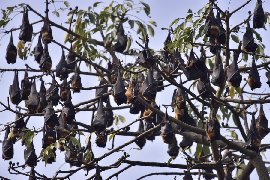 استراحت خفاش‌ها روی درخت، هند