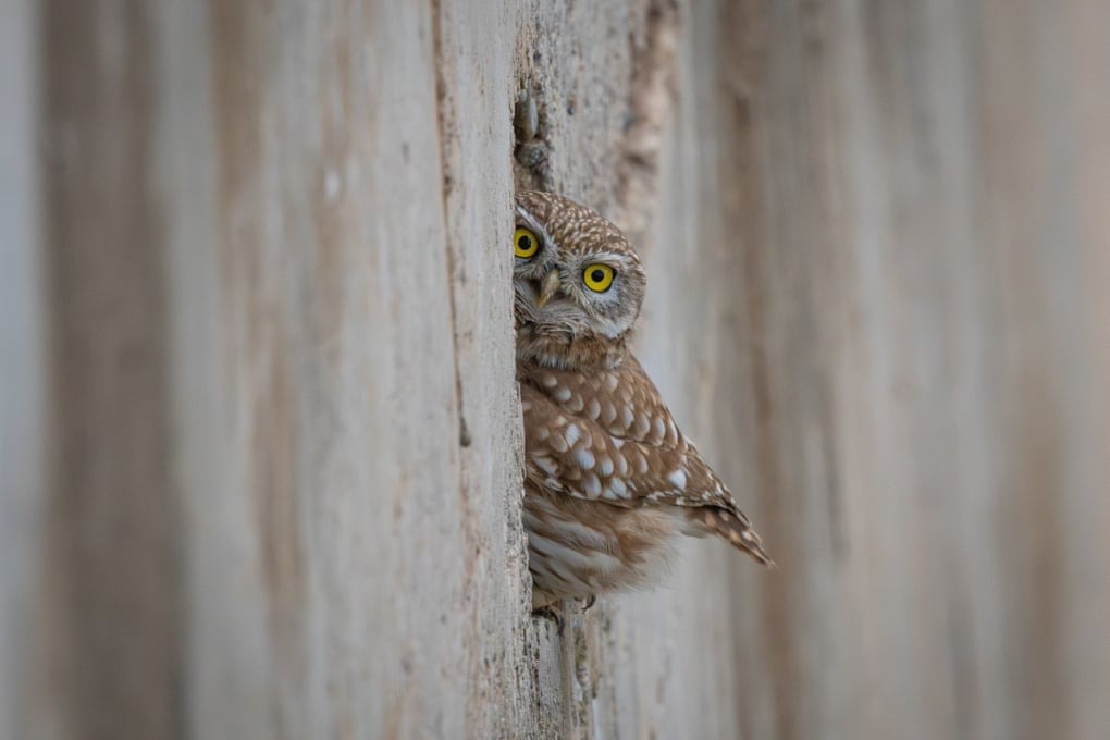 جغد کوچک از لانه‌اش در حفره دیواری در باتمان، ترکیه، بیرون را نگاه می‌کند.