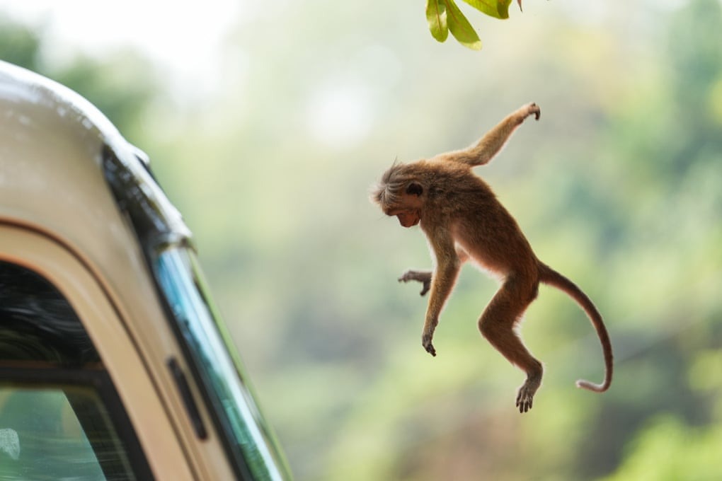 میمون ماکاک توکه در حال جهیدن در دامبولا، سریلانکا.