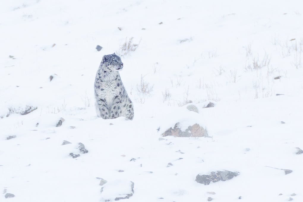 یک پلنگ برفی در سرمای زیر صفر به دنبال شکار است، مغولستان.