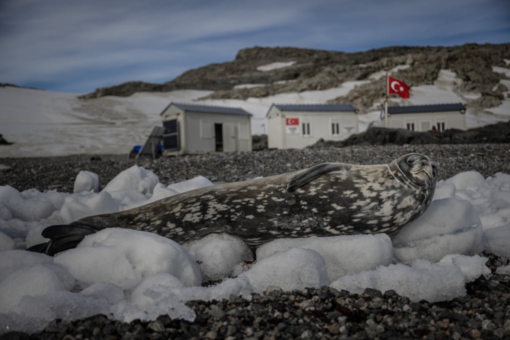 یک فک در ساحل قطب جنوب، استراحت می‌کند.