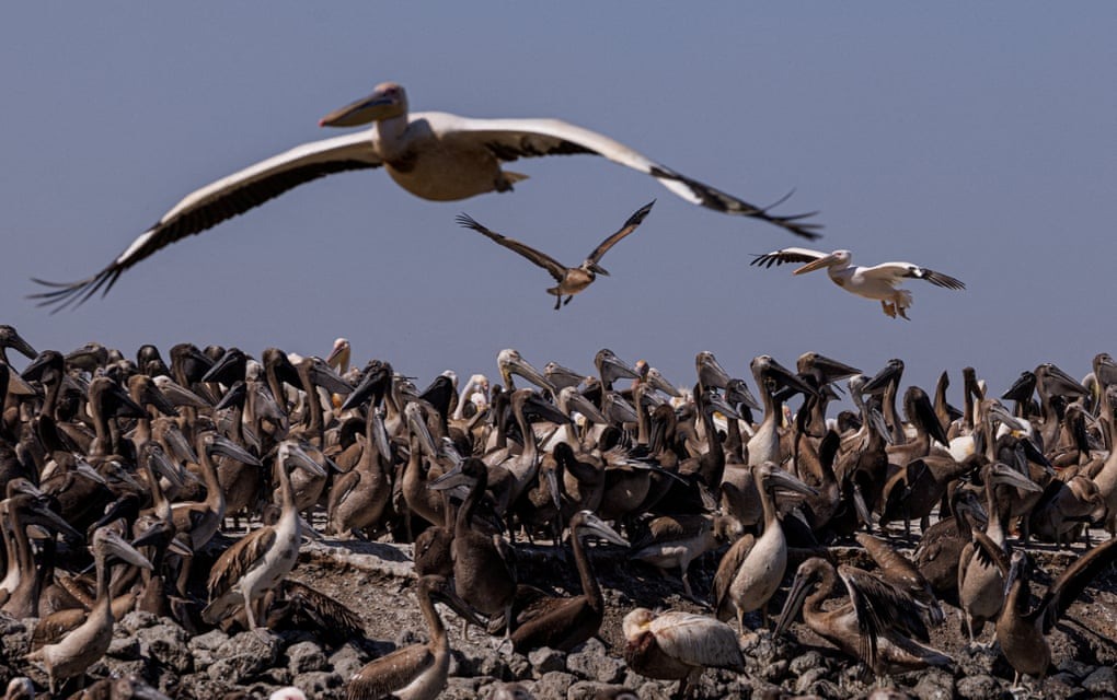 پلیکان‌ها در کلونی لانه‌سازی خود در پناهگاه ملی پرندگان جوج، سنت لوئیس، سنگال ، جمع شده‌اند.