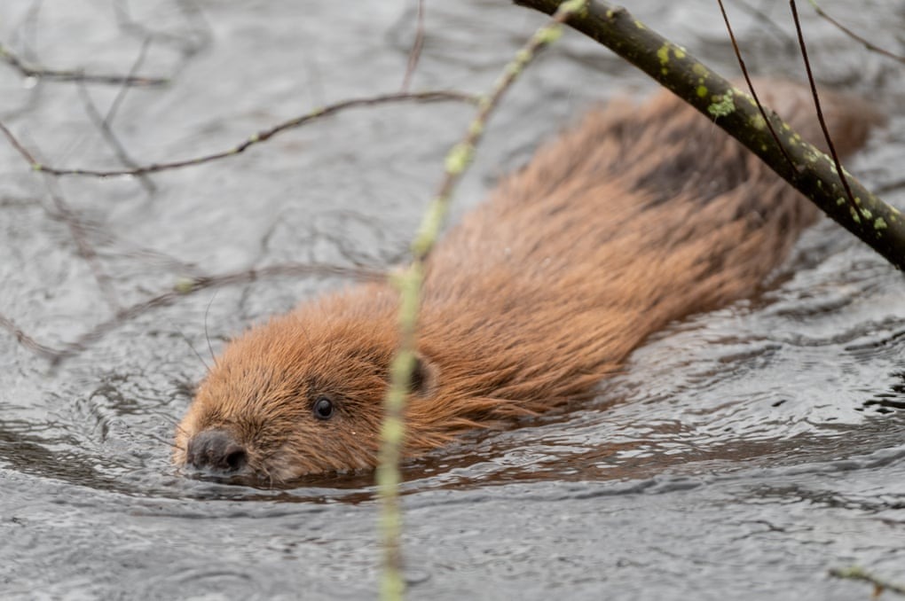 سگ های آبی وحشی توسط سازمان حفاظت از حیات وحش در جنوب غربی انگلستان رها سازی شدند .