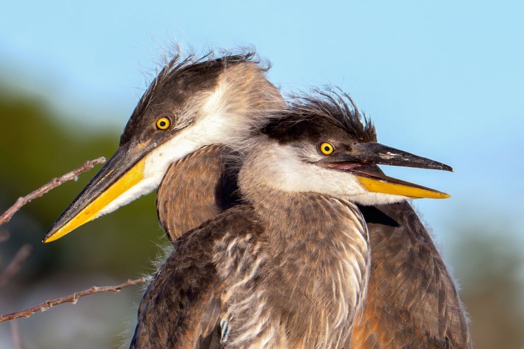 جوجه‌های حواصیل آبی بزرگ در لانه خود در فلوریدا، ایالات متحده، دور هم جمع شده‌اند. 