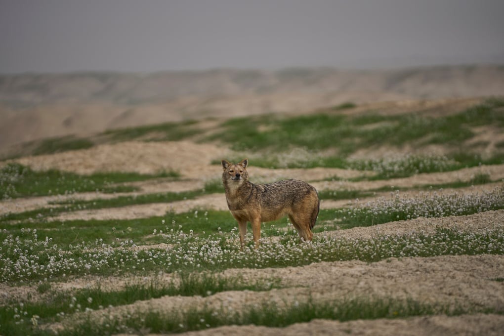یک شغال طلایی در دره اردن.