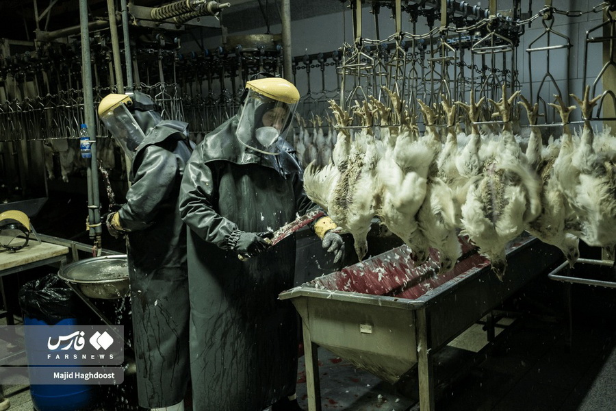 واحد تولید مرغ خانگی